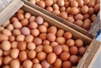 Pemerintah akan salurkan bansos dalam bentuk pangan seperti beras, telur dan ayam yang akan diberikan di bulan Maret sampai Mei 2023