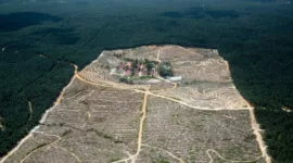 Terungkap: Perusahaan Sawit Malaysia Tak Khawatir UU Deforestasi Uni Eropa, ini Alasannya... | Foto Dok Greenpeace