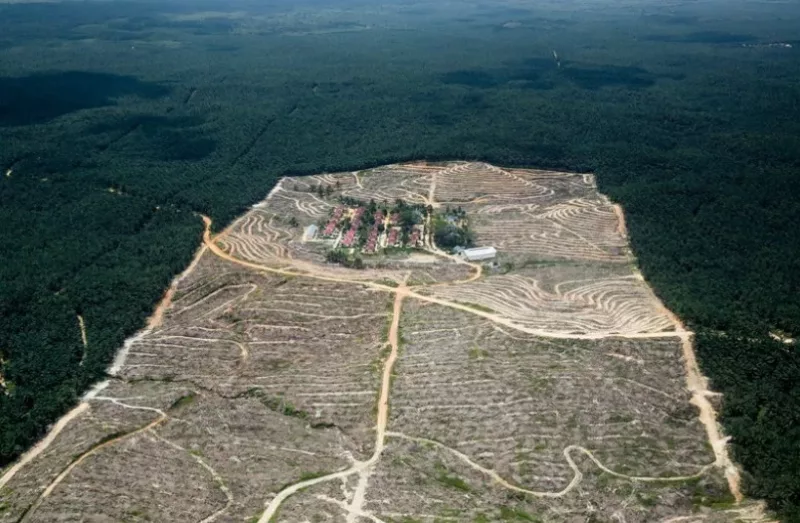 Terungkap: Perusahaan Sawit Malaysia Tak Khawatir UU Deforestasi Uni Eropa, ini Alasannya... | Foto Dok Greenpeace